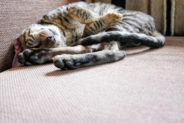 Le chat est recroquevillé sur le canapé. Vue latérale, place pour le texte. Cornish Rex chaton, tabby — Photo