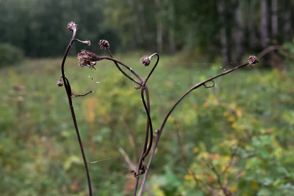 Märkligt Formad Torrt Gräs Dansande Grenar Suddig Bakgrund Inga Människor — Stockfoto