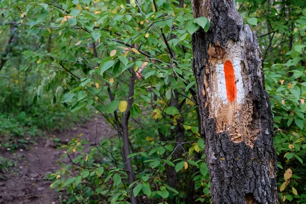 Mark on the tree trunk. Forest trail — Stock Photo, Image