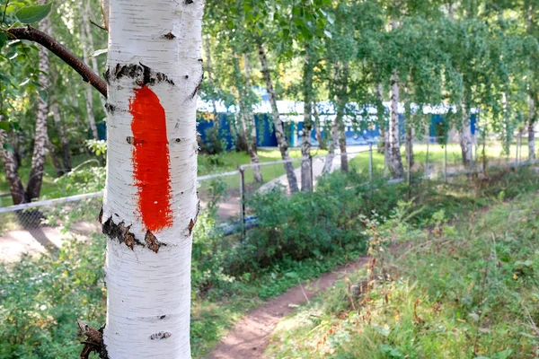 Red mark on the birch. Red paint on a tree trunk — Stock Photo, Image