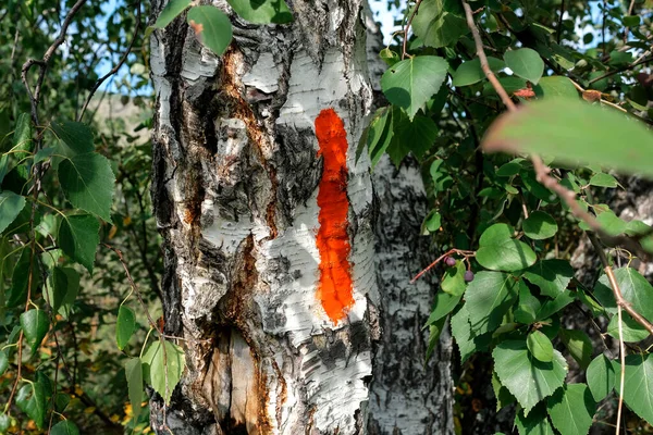 The mark is on the birch. Red paint applied to a tree in the forest — Stock Photo, Image