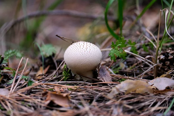 White Mushroom Grows Forest Dark Photo Blurred Background — Stock Photo, Image