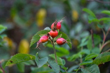 Rosehip merkeze yakın. Yeşil yapraklı kırmızı meyveler.