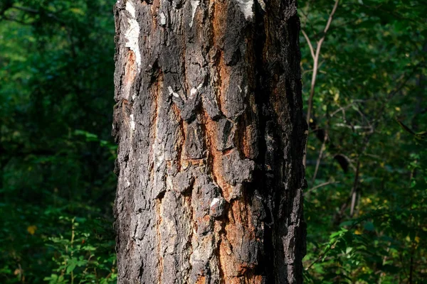 Birch Trunk Center Green Blurred Background Space Text Card — Stock Photo, Image