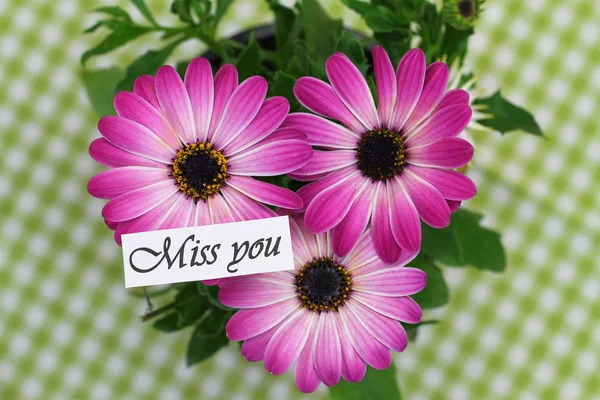 Miss You Karte Mit Rosa Gerbera Gänseblümchen — Stockfoto