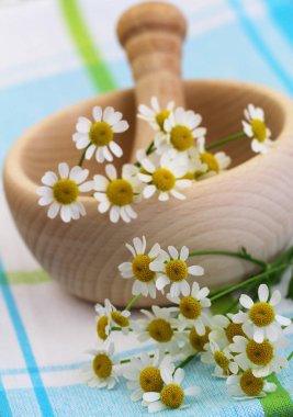 Taze papatya çiçeği, portre