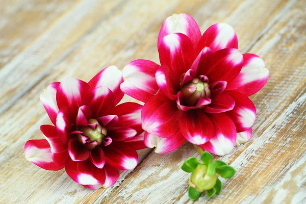 Dalia Blumen Auf Rustikaler Holzoberfläche — Stockfoto