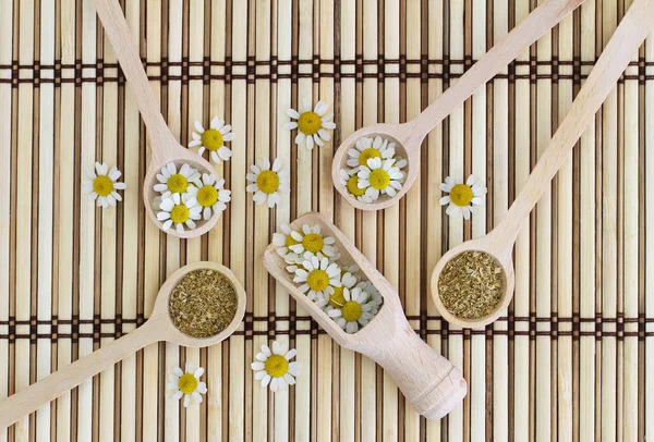 Fresh and dried chamomile flowers on wooden spoons on bamboo mat