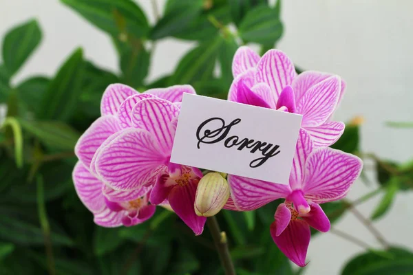 Carte Excuses Avec Orchidée Rose — Photo
