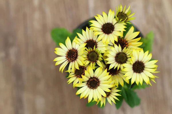 Marguerites Jaunes Pot Sur Une Surface Bois Avec Espace Copie — Photo