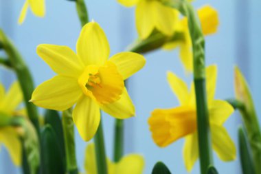 Nergis çiçek yakın