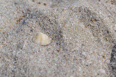 Yalnız kabuk kum plajındaki. Makro.