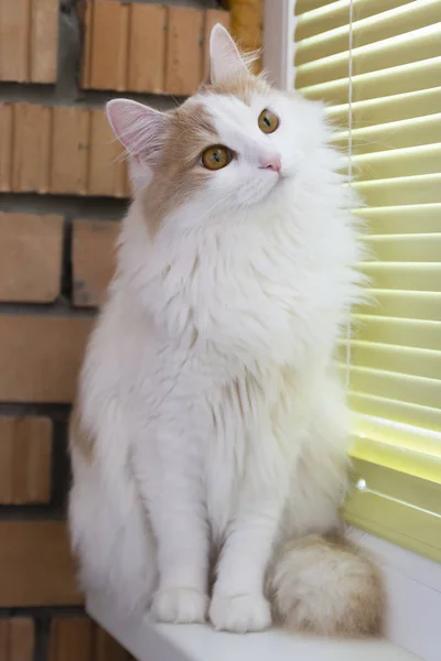 Vit Beige Katt Noggrant Titta Hypnotisk Blick Sitter Fönsterbrädan — Stockfoto