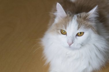 Ev beyaz bej kedi kameraya bakar. Namlu yakın. Özenli ve ilgili bir görünüm. Açık bir arka planda. Metin için yer