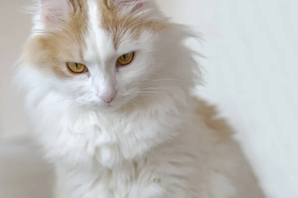 金色の目を持つ美しい白ベージュの猫のクローズアップポートレート。下から外を見る — ストック写真