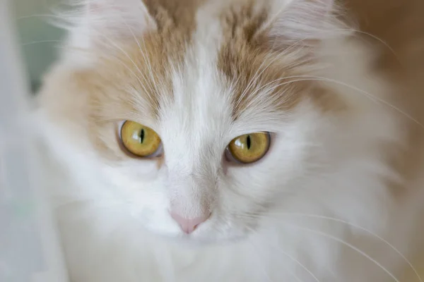 Närbild porträtt av en vacker vit beige katt med gyllene ögon. Stirnar in i ögonen — Stockfoto