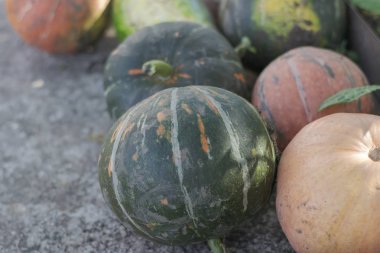 Çok renkli kirli kabaklar yere uzanır. Sonbahar hasadı. Sebzeler yakın