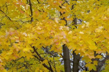 Altın yapraklar. Parktaki sarı akçaağaç.