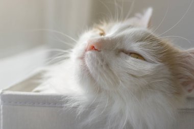 Güzel beyaz bir bej kedinin yakın plan portresi. Güneşin altında zevkle kıs kıs