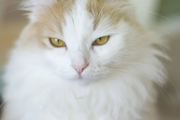 金色の目を持つ美しい白ベージュの猫のクローズアップポートレート。目をじっと見つめている — ストック写真