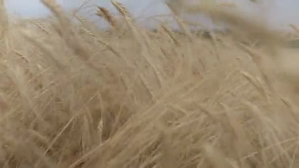 Buğday geçişi kapat — Stok video