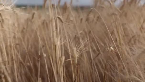 Проход в пшенице вблизи — стоковое видео