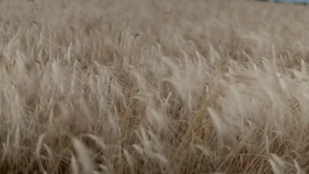 Olgun buğday rüzgarda sallanıyor — Stok video
