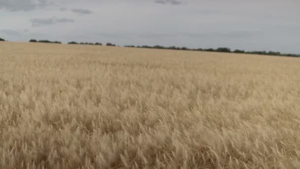 Olgun buğday rüzgarda sallanıyor — Stok video