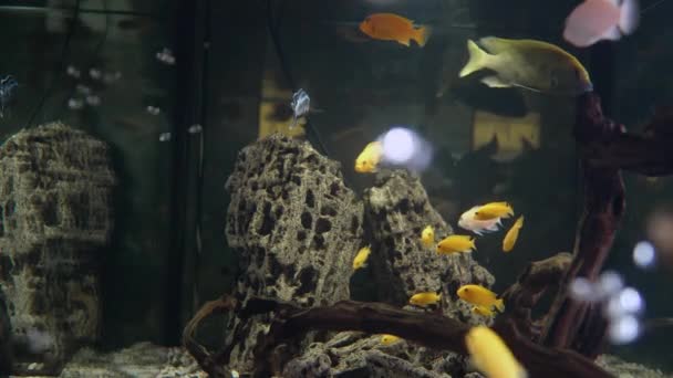 물고기가 수족관이죠 수족관에 물고기 — 비디오