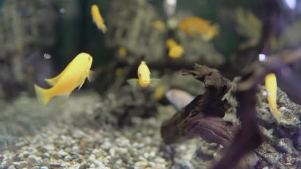 Acuario Con Muchos Peces Peces Amarillos Acuario — Vídeo de stock