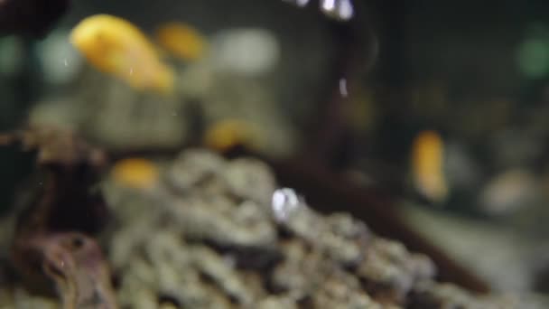 Çinde Bir Sürü Balık Olan Bir Akvaryum Akvaryumdaki Sarı Balık — Stok video