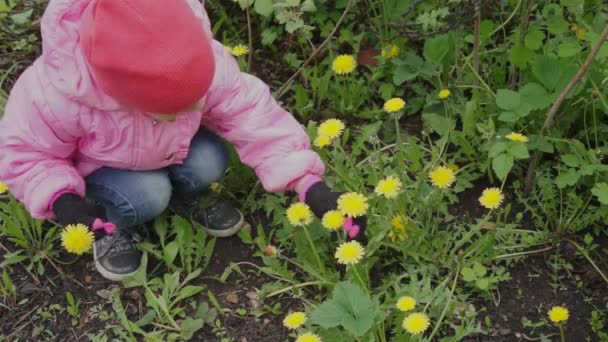 Girl Green Grass Plucks Dandelions Sniffs — Stock Video