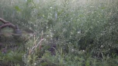 Çim biçme makinesi çimenleri kesiyor.