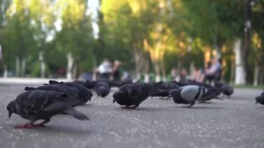 Bir güvercin sürüsü cadde boyunca özgürce yürür. Ve asfaltta yemek gagalamak 4k