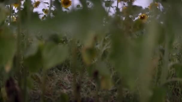 Enorme Campo Está Plantado Con Girasoles Viento Sopla Través Del — Vídeos de Stock