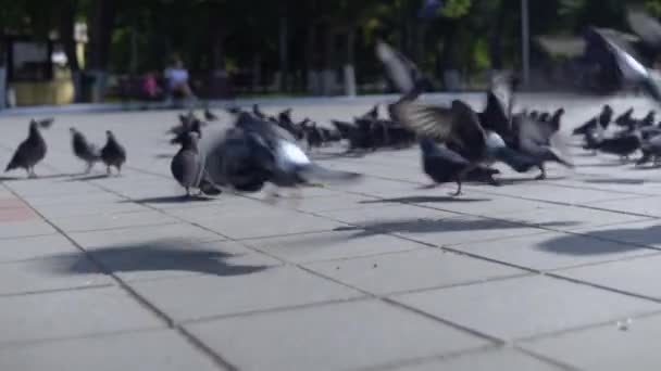 Bando Pombos Caminha Livremente Pela Rua Criança Assusta Pássaros — Vídeo de Stock