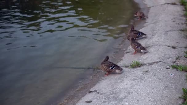 Des Canards Dans Air Frais Canards Reposent Près Étang — Video