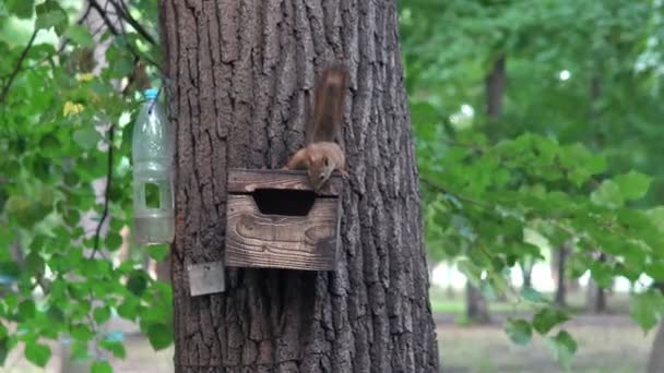 Esquilo Uma Árvore Explora Novo Esconderijo — Vídeo de Stock