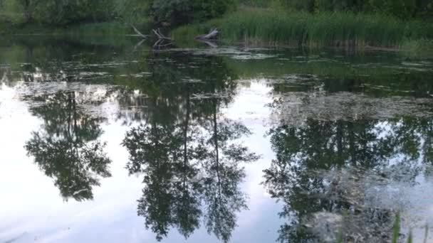 Lago Com Reflexão Árvores Água — Vídeo de Stock