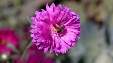 Mor bir çiçek rüzgarda sallanır ve bir arı polen 4k toplar.