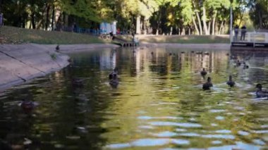 Ördek sürüleri göletteki parkta yüzerler.