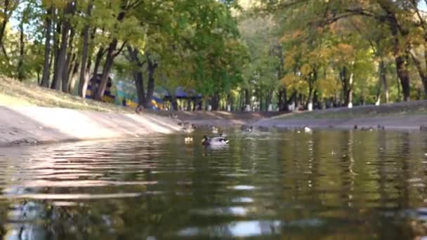 Egy csapat kacsa úszik a parkban a tóban. — Stock videók