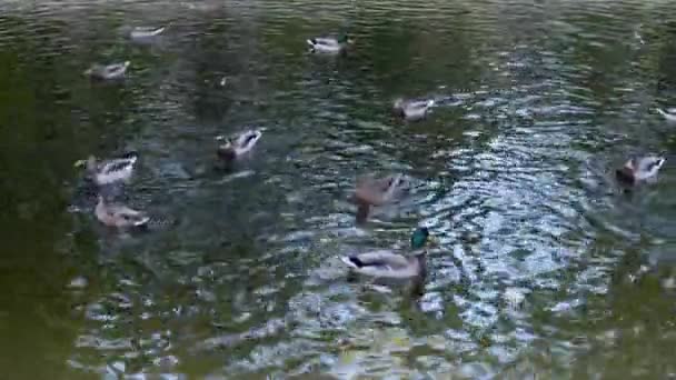 Bandadas de patos nadan en el parque en el estanque — Vídeos de Stock