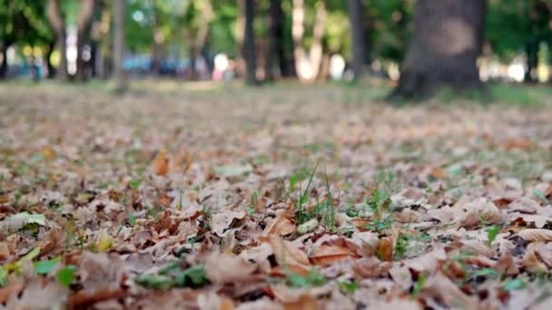 Kamera prochází zblízka nad spadlým listím v parku — Stock video