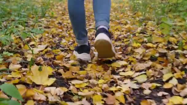 Κοντινό πλάνο γυναικείων ποδιών. Περπατήστε στο δάσος μονοπάτι από πεσμένα φύλλα του φθινοπώρου — Αρχείο Βίντεο