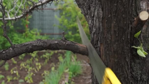 Sägen eines trockenen Astes mit der Holzsäge. Zweige in der Nähe schneiden — Stockvideo