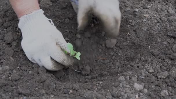 緩い土の中にキャベツの芽を植える — ストック動画
