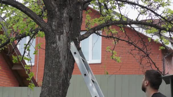 Um homem subiu uma escada e corta um galho seco de uma árvore com uma serra. — Vídeo de Stock