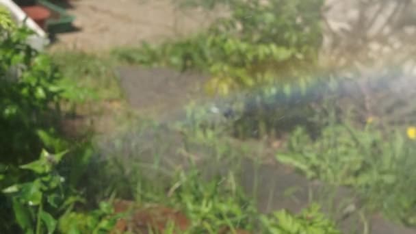 Splashing water in the garden forms a small rainbow — Stock Video