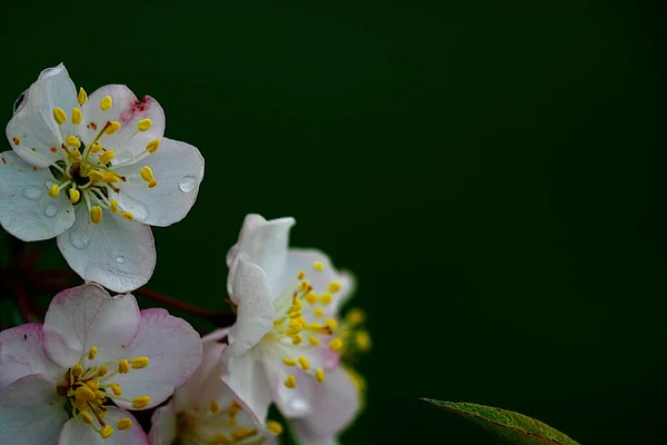 in this picture is presented apple blossoms with raindrops. focus on the flowers in front